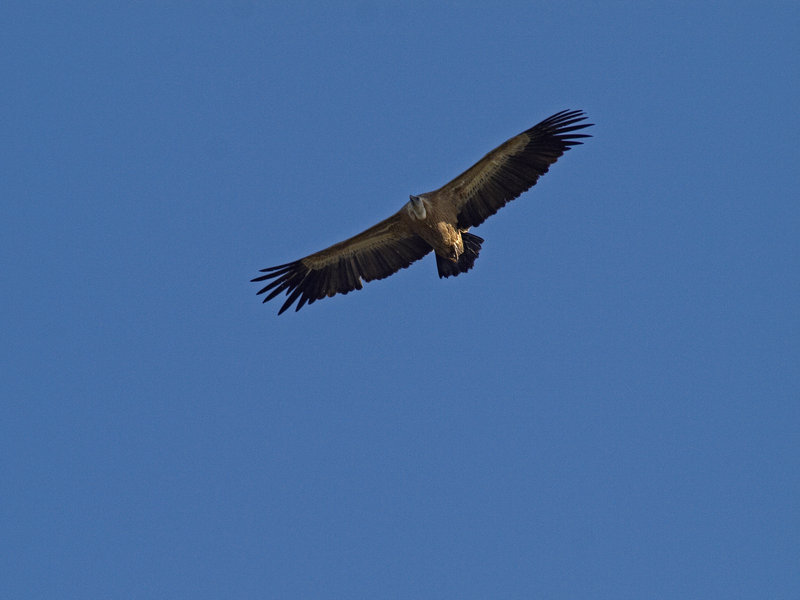 Donana, Spanish Imperial Eagle